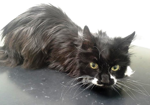 Katten Maja Katten Maja