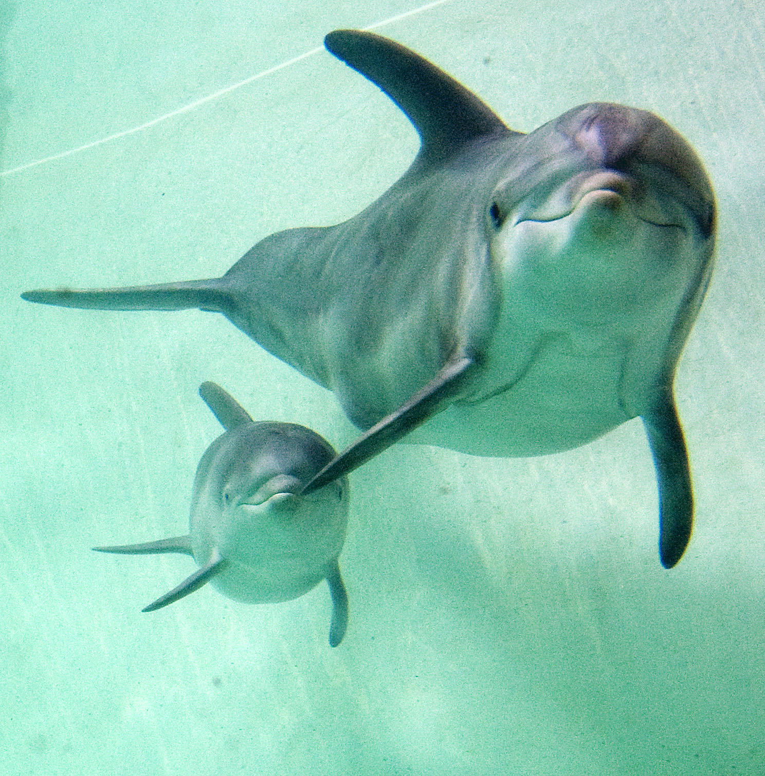 Över 3 000 delfiner har hittats döda.