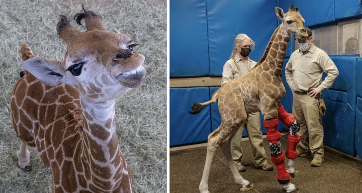 Giraff, Zoo, TT, San Diego