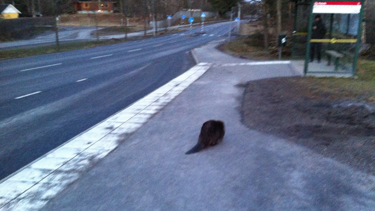 Han stod och väntade på bussen när han fick se en bäver komma lunkande.