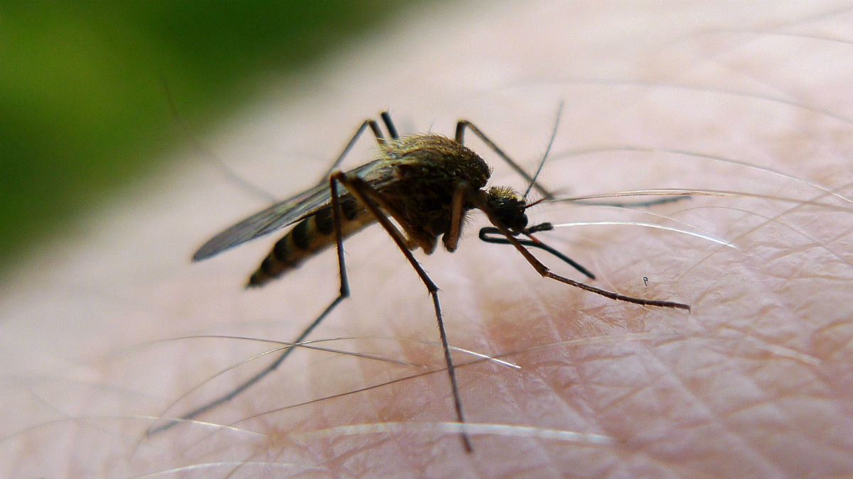 Den här blodsugande lilla pesten till insekt ställer till med stora problem världen över.
