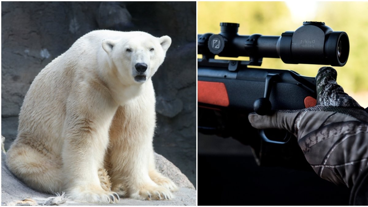 Isbjörnen sköts när den var på väg mot lekande barn. 