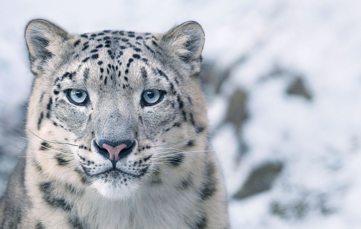 Snöleopard Snöleopard