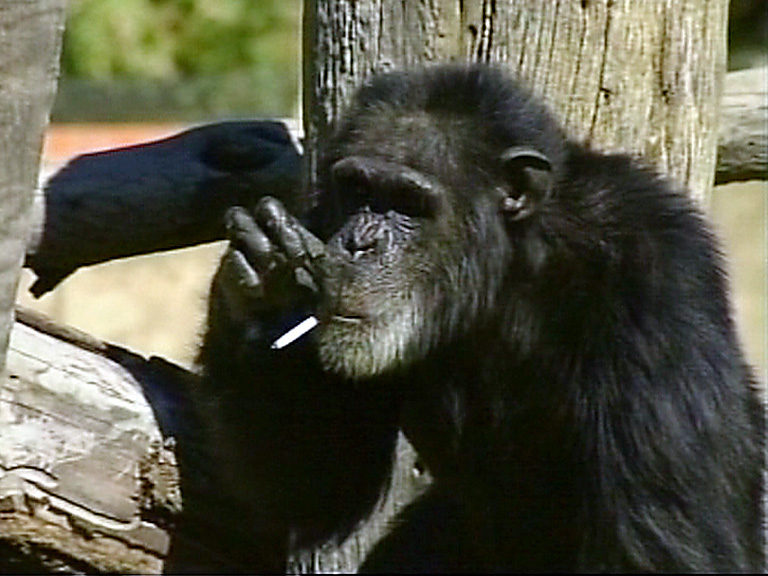 6/10/2010. Charlie, känd rökarschimpans sedan många många år, dör 52 år gammal. Det innebär att han trots rökningen blev äldre än de flesta schimpanser. Obduktionen tydde på att rökningen inte var någon bidragande orsak till Charlies död.