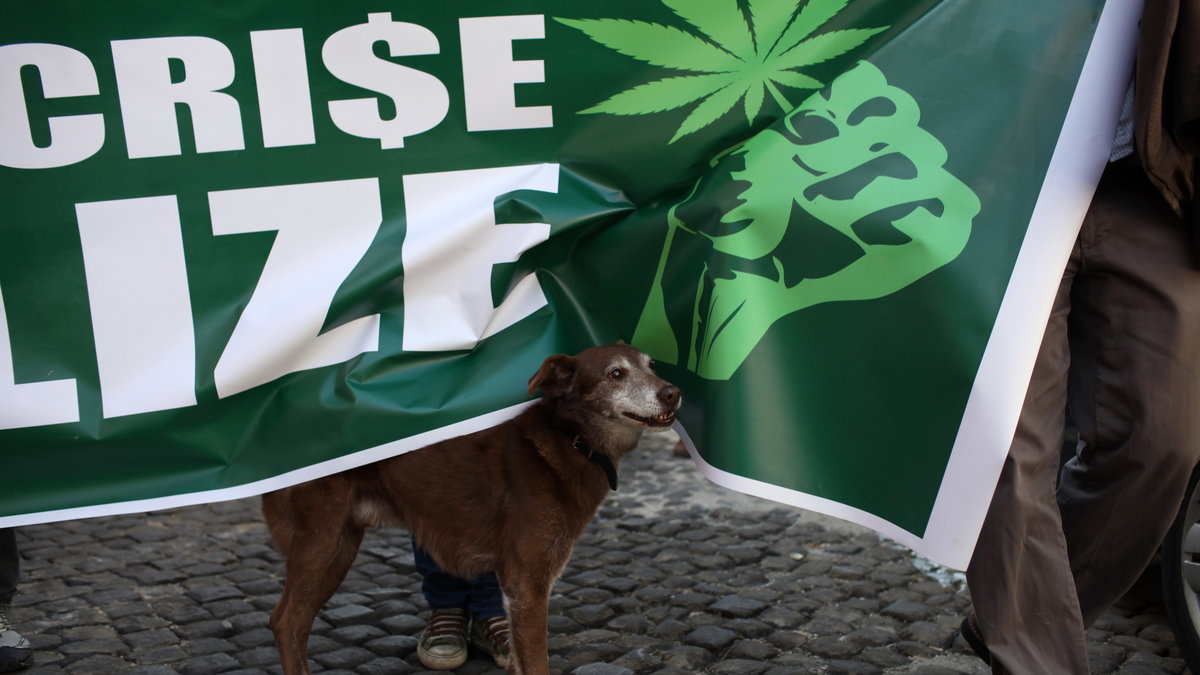 En hund under en "Legalize it"-banderoll. 