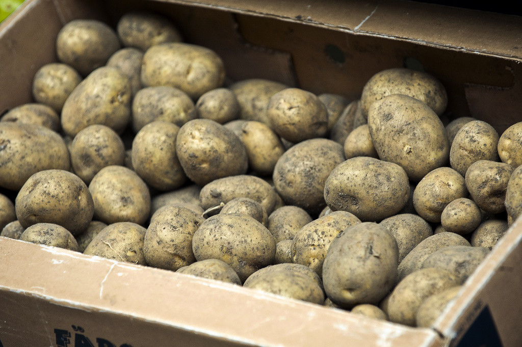 Årets potatisskörd var större än fjolårets. Arkivbild.
