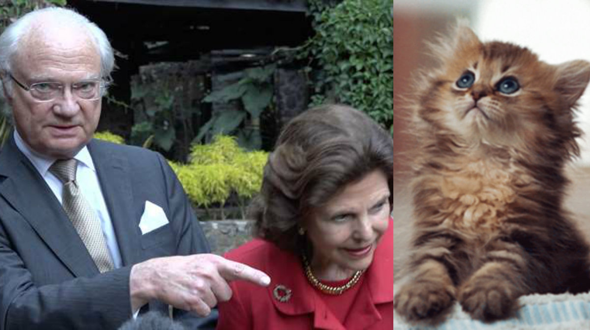 Katt, Kung Carl XVI Gustaf, Drottning Silvia