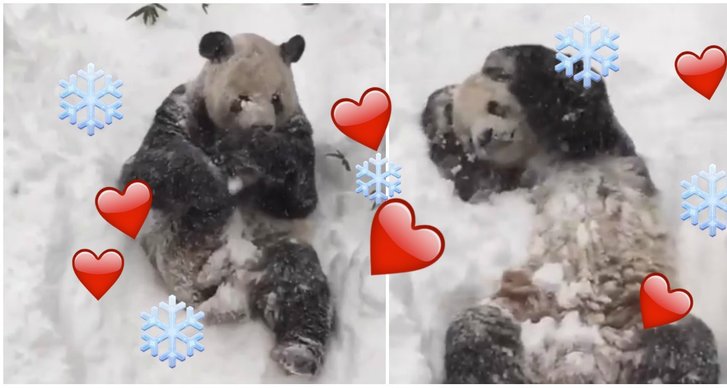 Panda, Snöstorm