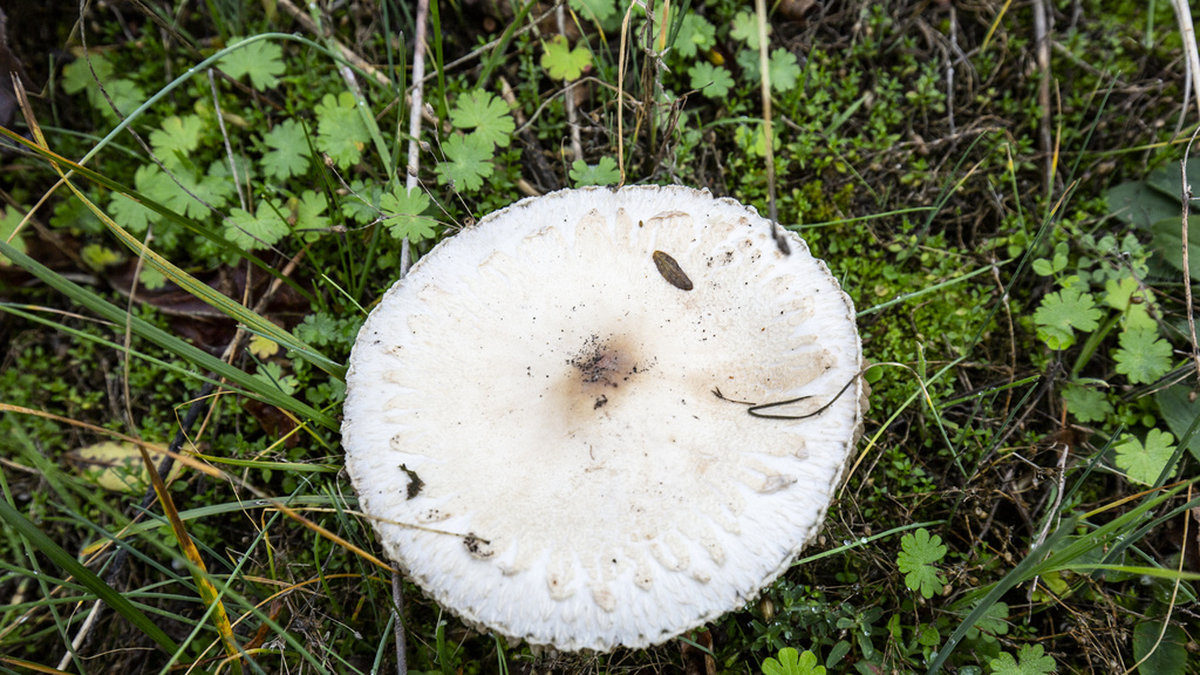 Många giftiga svampar är lätt att förväxla med andra, ätliga, sorter. Arkivbild.