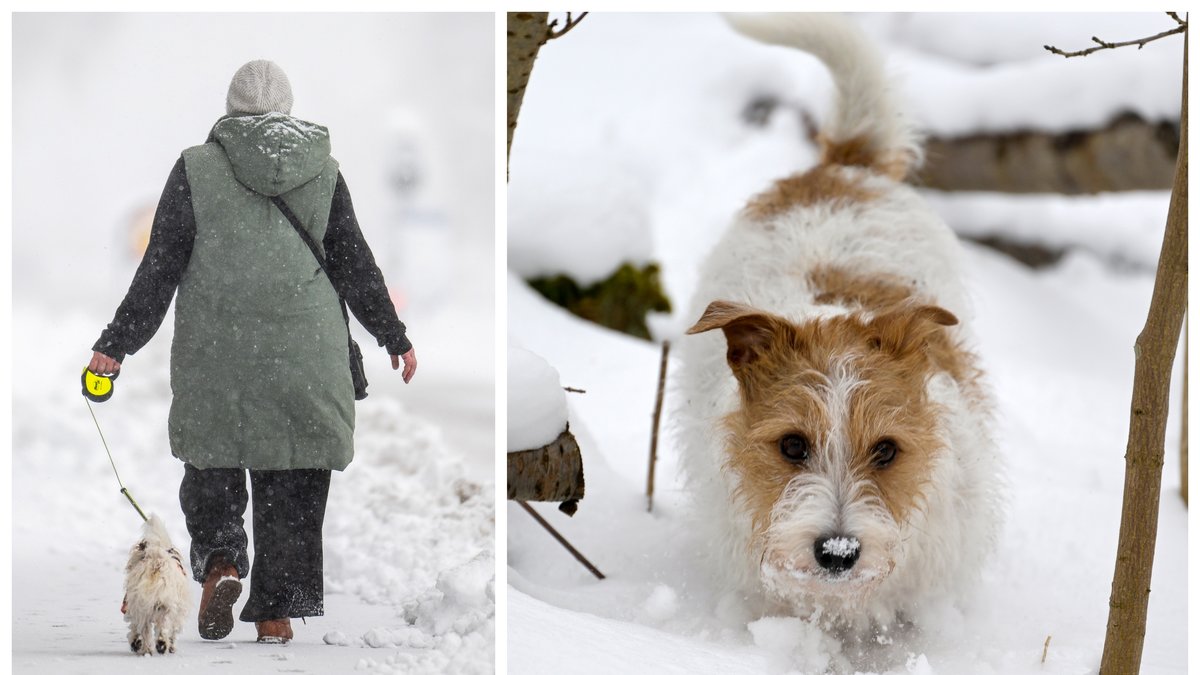 Hur skyddar man sin hund i kylan?