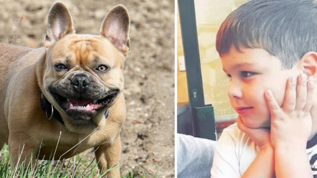 Nioåriga Frankie Macritchie bets ihjäl av bulldog