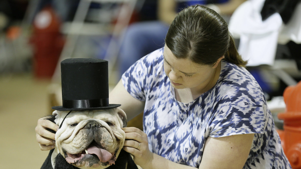 Ståtlig herre. Matte Colleen Kelley rättar till hatten på sin hund Bruce.