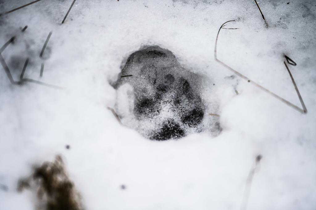 Ett misstänkt vargspår i snön. Arkivfoto.