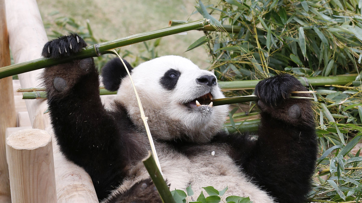 Att de bara äter bambu verkar vara boven i dramat.