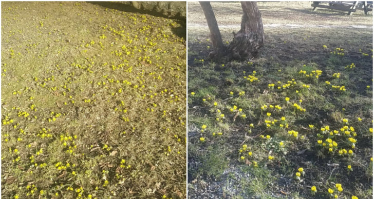 Våren, Vårtecken, Tussilago, Blommor