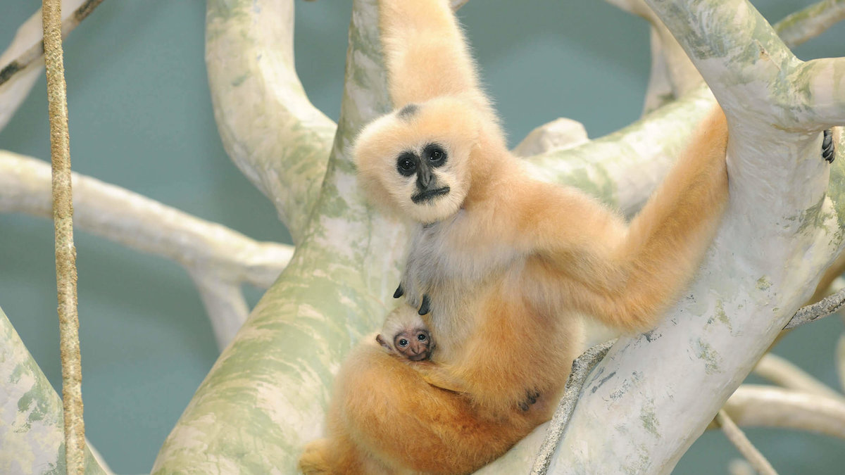 Gibbonaporna hittar en partner som de lever livet ut med, de uppfostrar sina ungar tillsammans och lever i samhällen med andra par. 