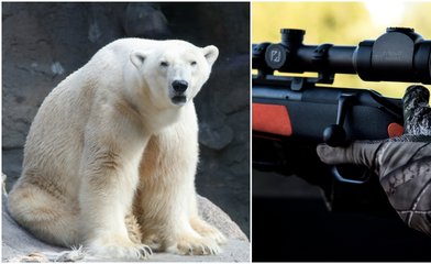 Isbjörnen sköts när den var på väg mot lekande barn. 