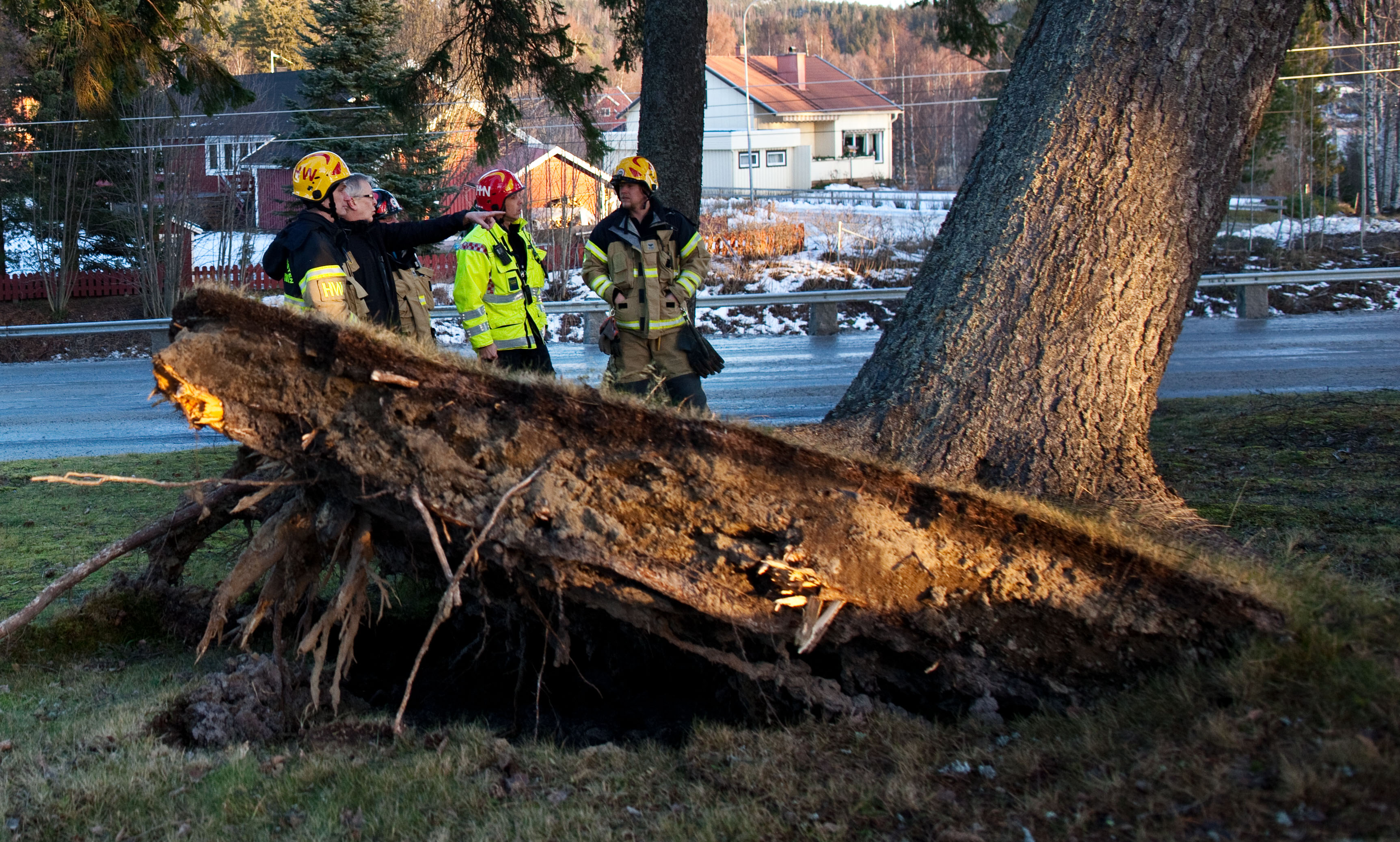 Räddningstjänsten spärrade av området runt ett träd i Örnsköldsvik som var på väg att falla sedan stormen Dagmar dragit upp stammen.