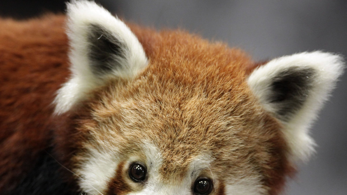 Röda pandor finns på flera djurparker. Den på bilden bor på Dusit Zoo i Bangkok, Thailand.