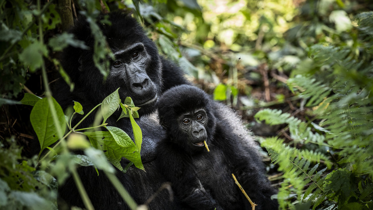 En ettårig bergsgorilla tillsammans med sin mamma i skogen i en nationalpark i Uganda. Gorillor och andra vilda djur hotas av den gruvboom som Afrika står inför, varnar forskare. Arkivbild.