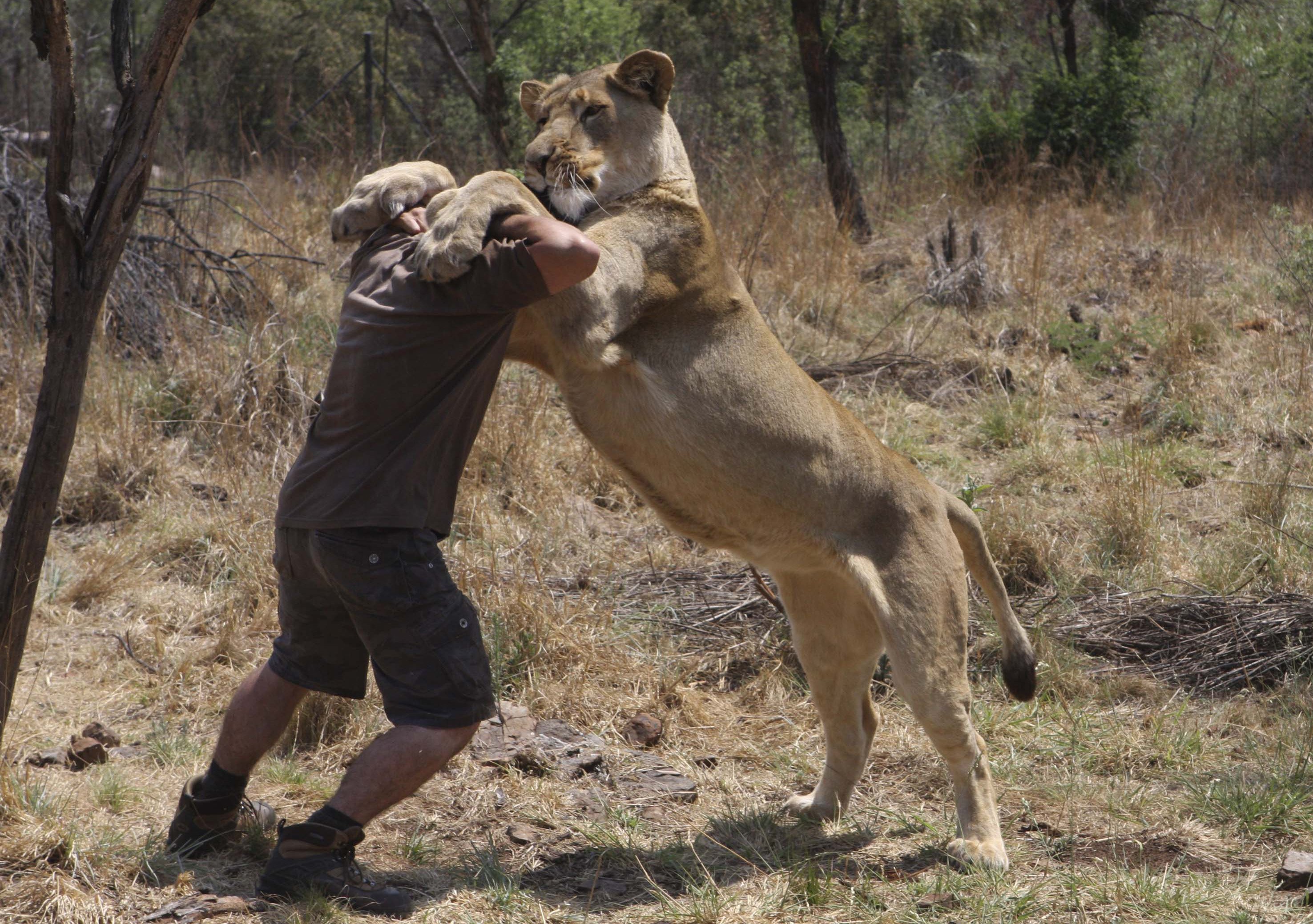 Bartender bråkar med ett lejon