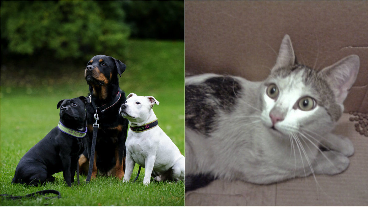 Är du hund- eller kattmänniska? Nu är det bevisar vilket djur som älskar dig mest. 