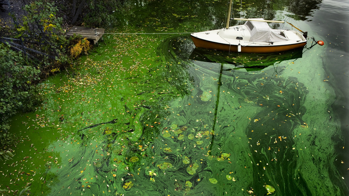 Cyanobakterier trivs i fosforrika vatten, som Östersjön. Arkivbild.