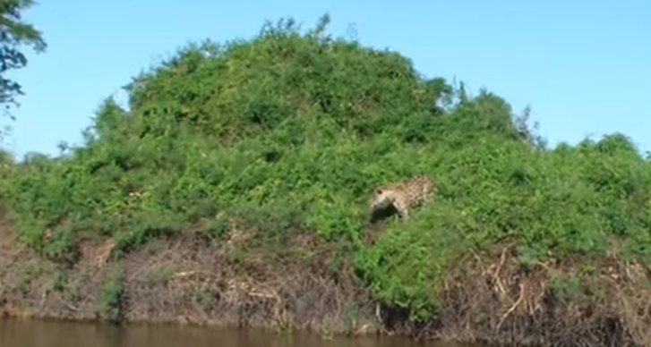 Krokodil, jaguar, Flod, Vatten, Kajman