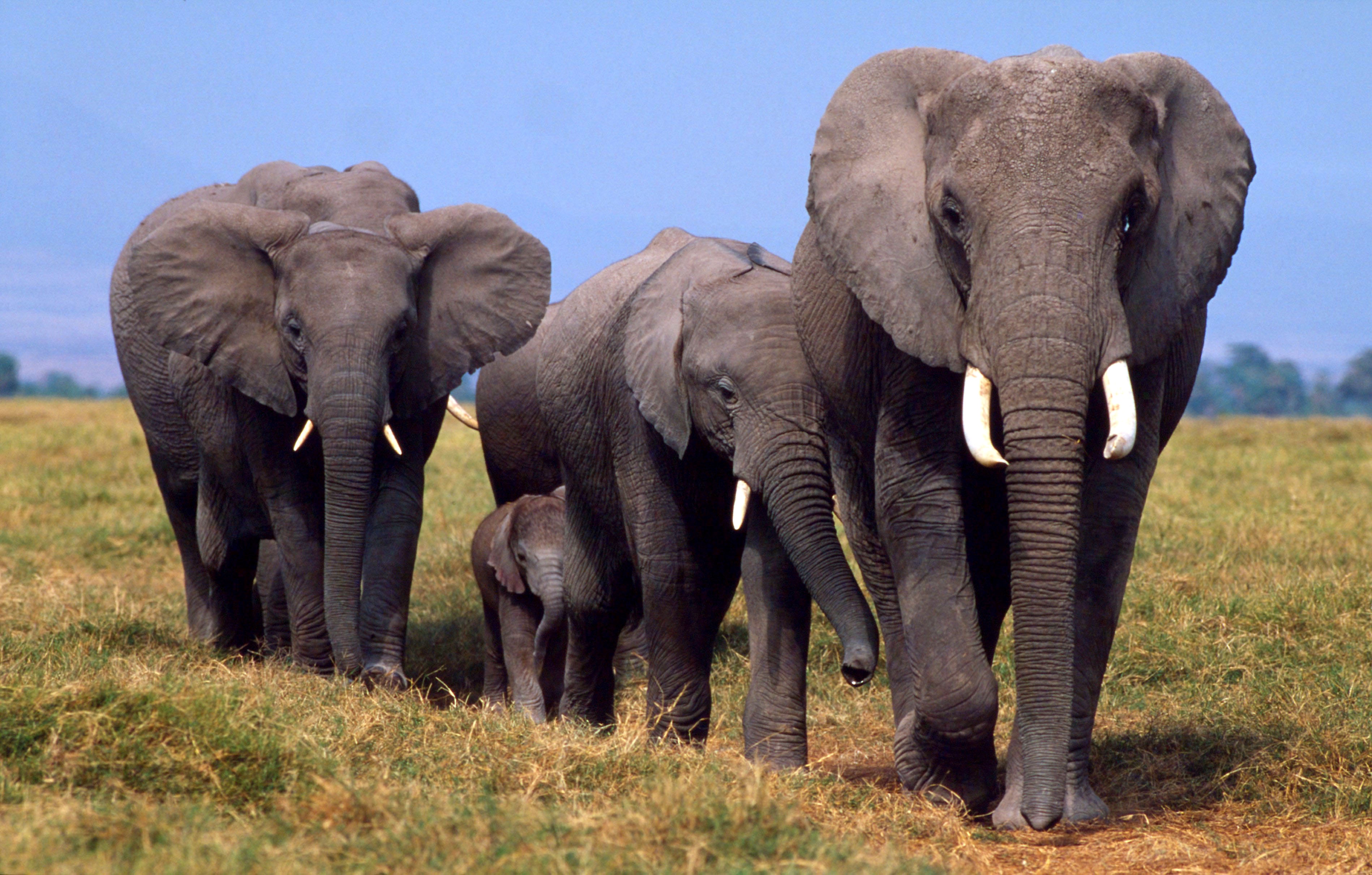 Exakt hur många elefanter som finns kvar i den västafrikanska nationen är oklart. 