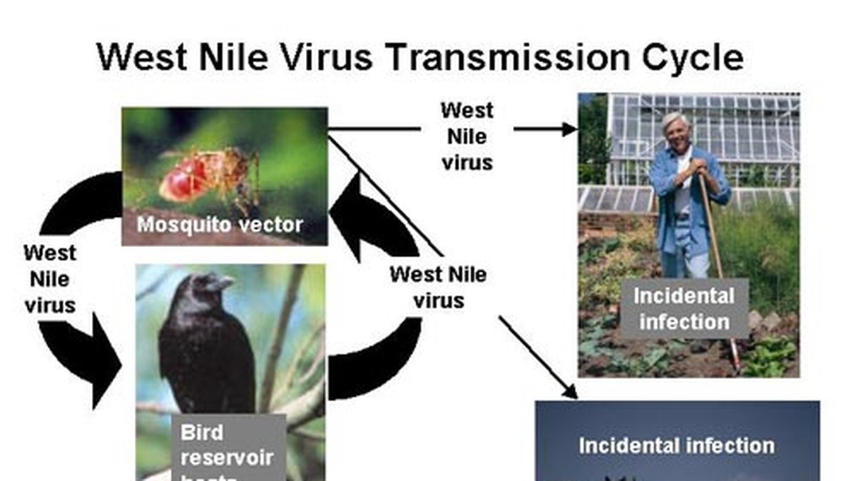 Cykeln om hur viruset sprids.