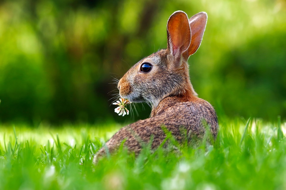 Hare Hare