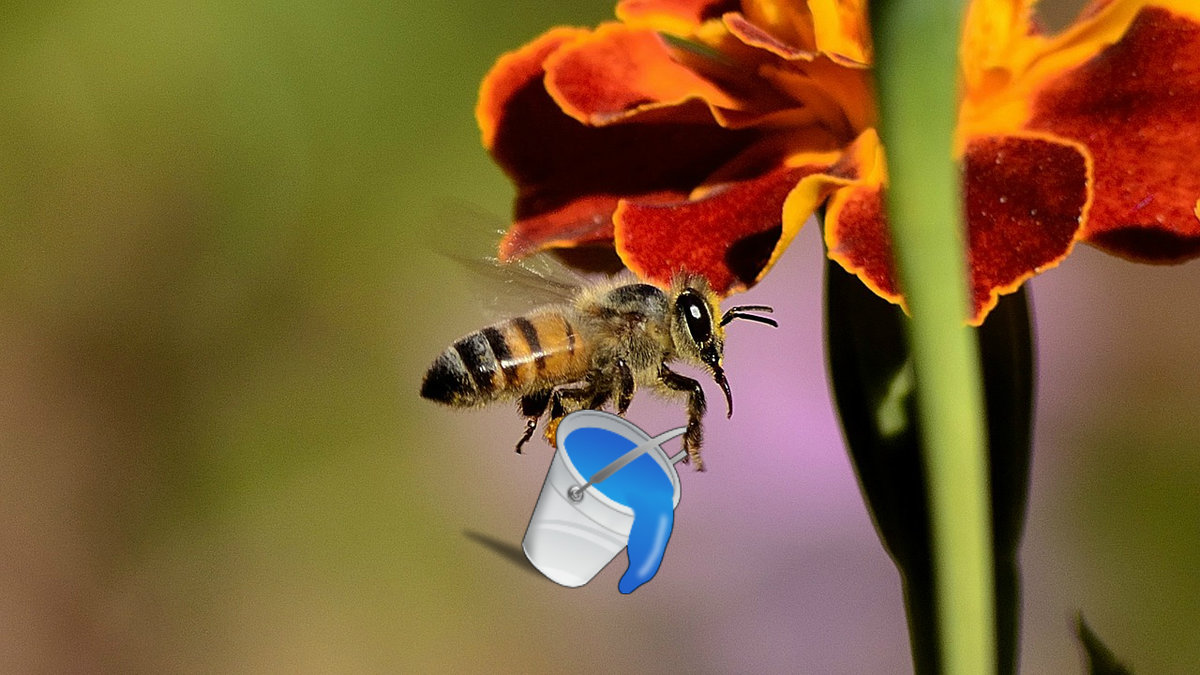 Gamla bin hämtar nästan hela sin kroppsvikt i vatten, när kupan riskerar att bli för varm