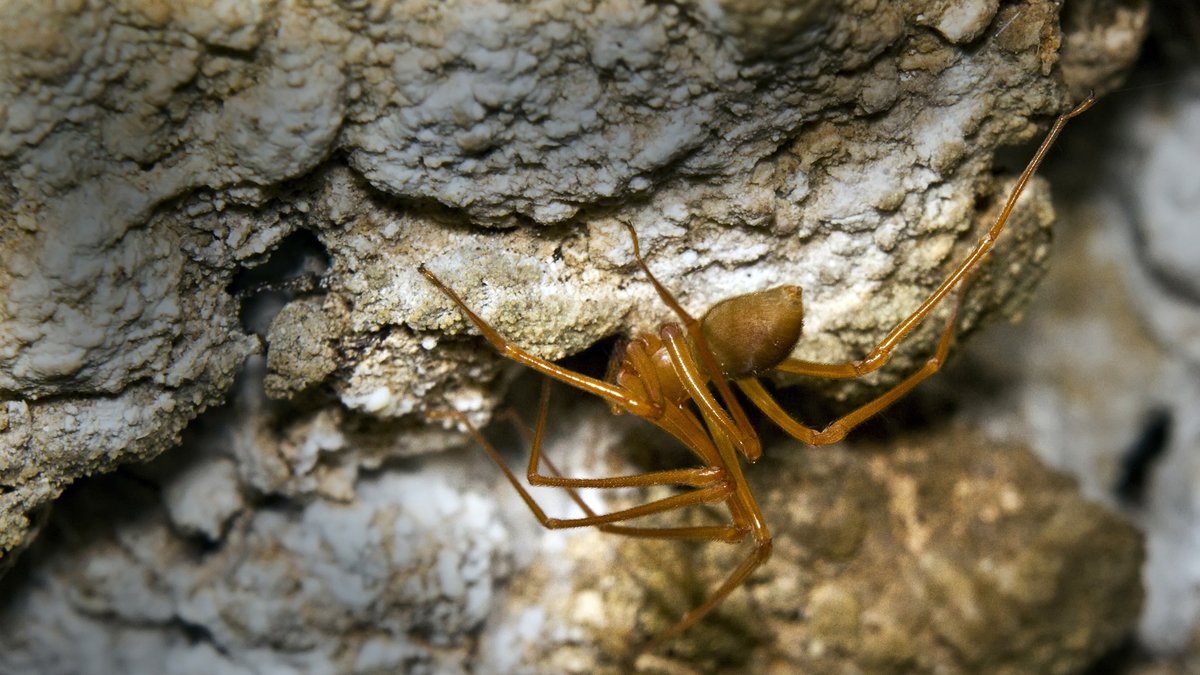 Arten har gett upphov till en helt ny spindelfamilj efter upptäckten i Oregon.