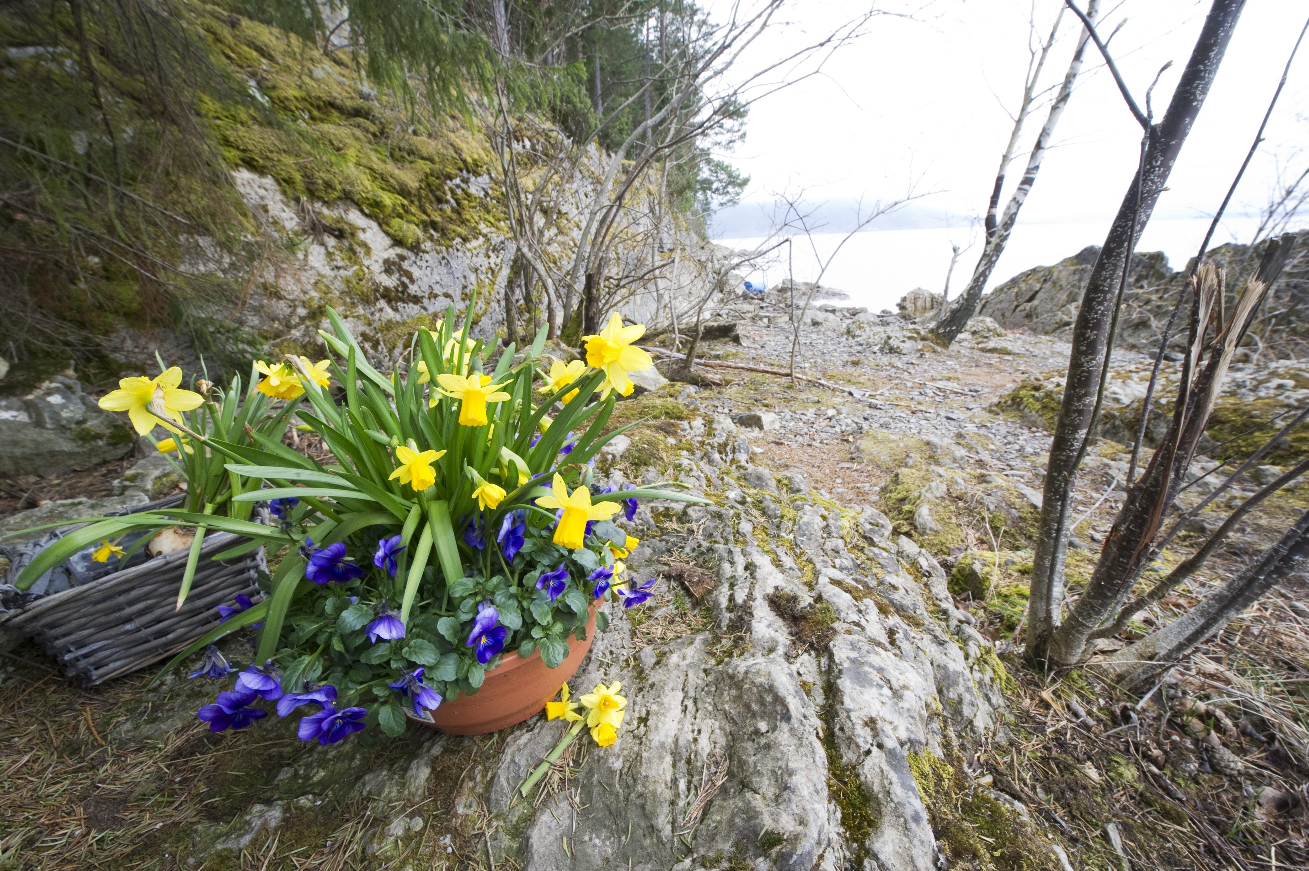 Någon har som minne ställt påskliljor vid klippstranden nära pumphuset på Utöya på söndagen den 15 april.