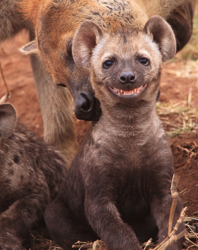 Ingen flinar som den här hyenan. Ingen flinar som den här hyenan.