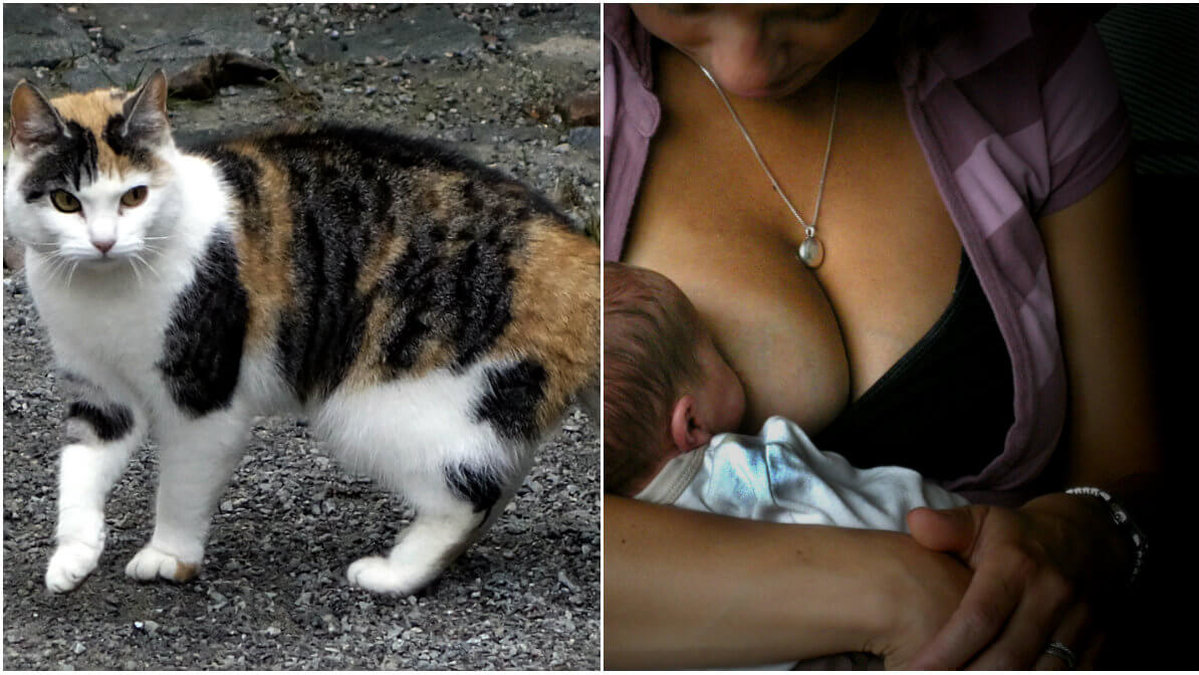 Två kvinnor i Laholm tog hand om sina katter som om de vore mänskliga bebisar. 