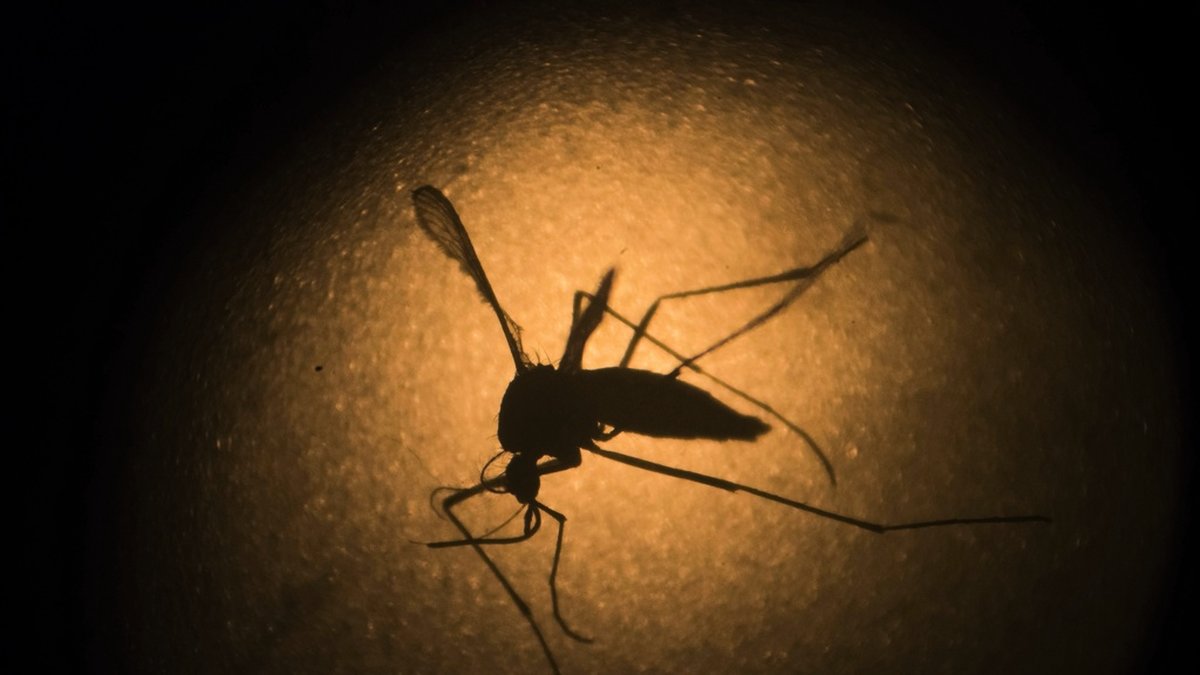 Aedes aegypti-myggor är ökända för att sprida zikavirus, dengue och gula febern. Arkivbild.