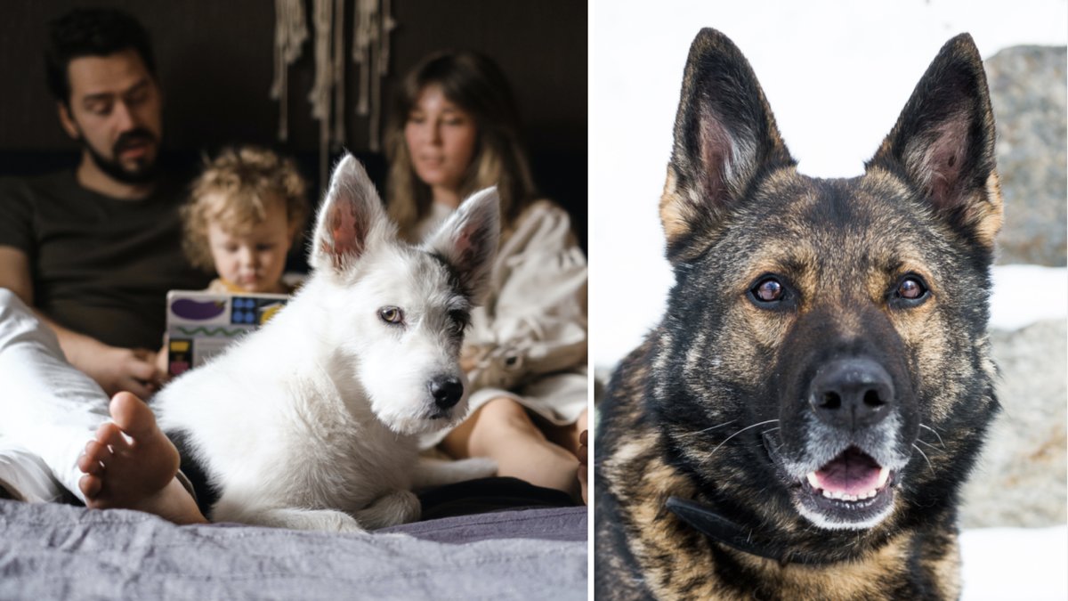 Hundpsykologen Kicki Fellstenius guidar barnfamiljer som är sugna på att skaffa hund
