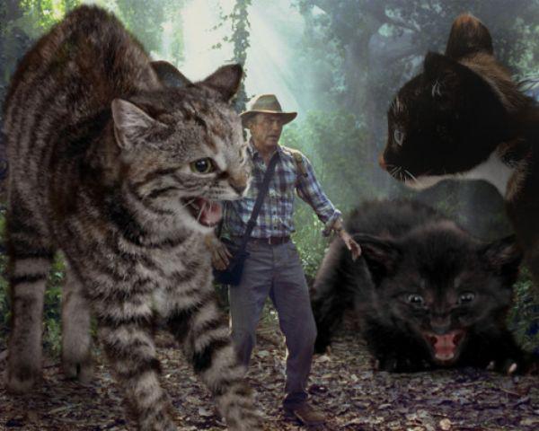 Mjausa! Mjausa!