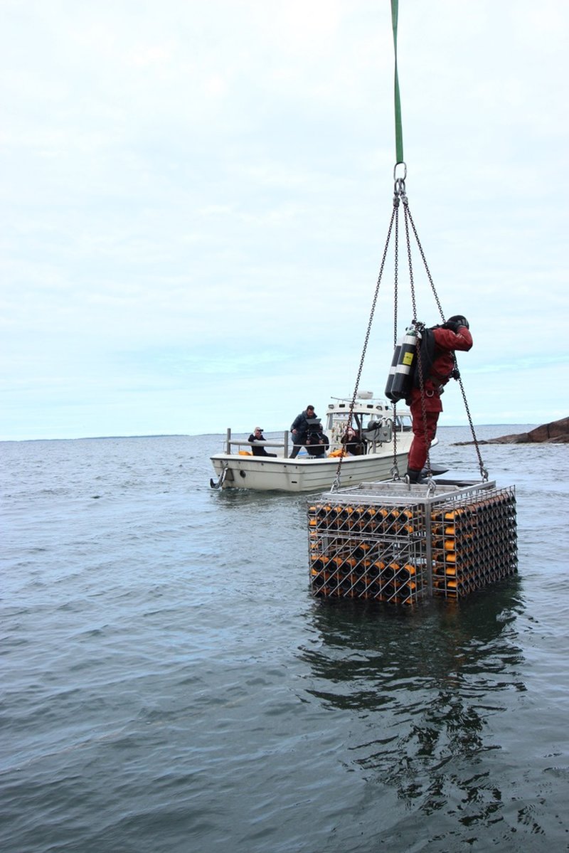 Veuve Clicquot förvarar vin i fyragradigt vatten på Östersjöns mörka botten utanför Åland.