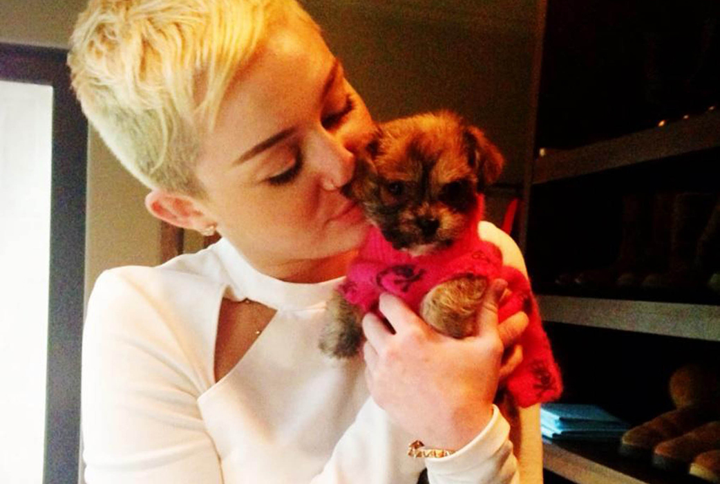 Hur söt var inte Mileys lilla hund? Hur söt var inte Mileys lilla hund?