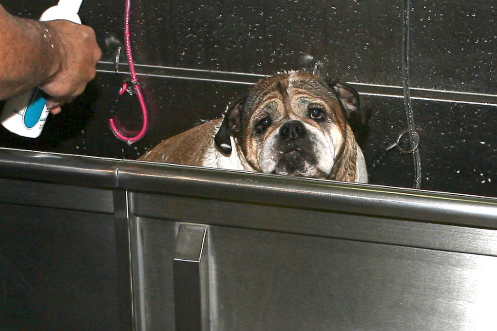 Inget bra bildspel utan en hund. Här är det Brangelinas Bulldog som får sig ett bad. 