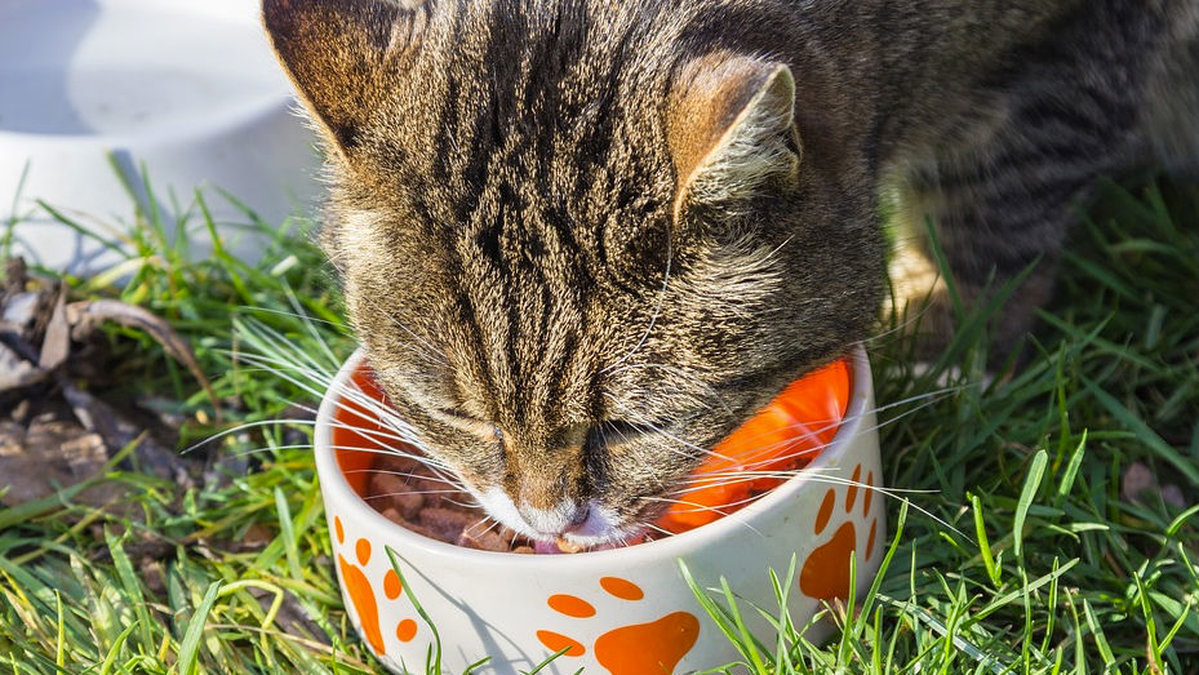 Studien gick ut på att ta reda på om katter föredrar mat över människor, vilket man kanske skulle tro.