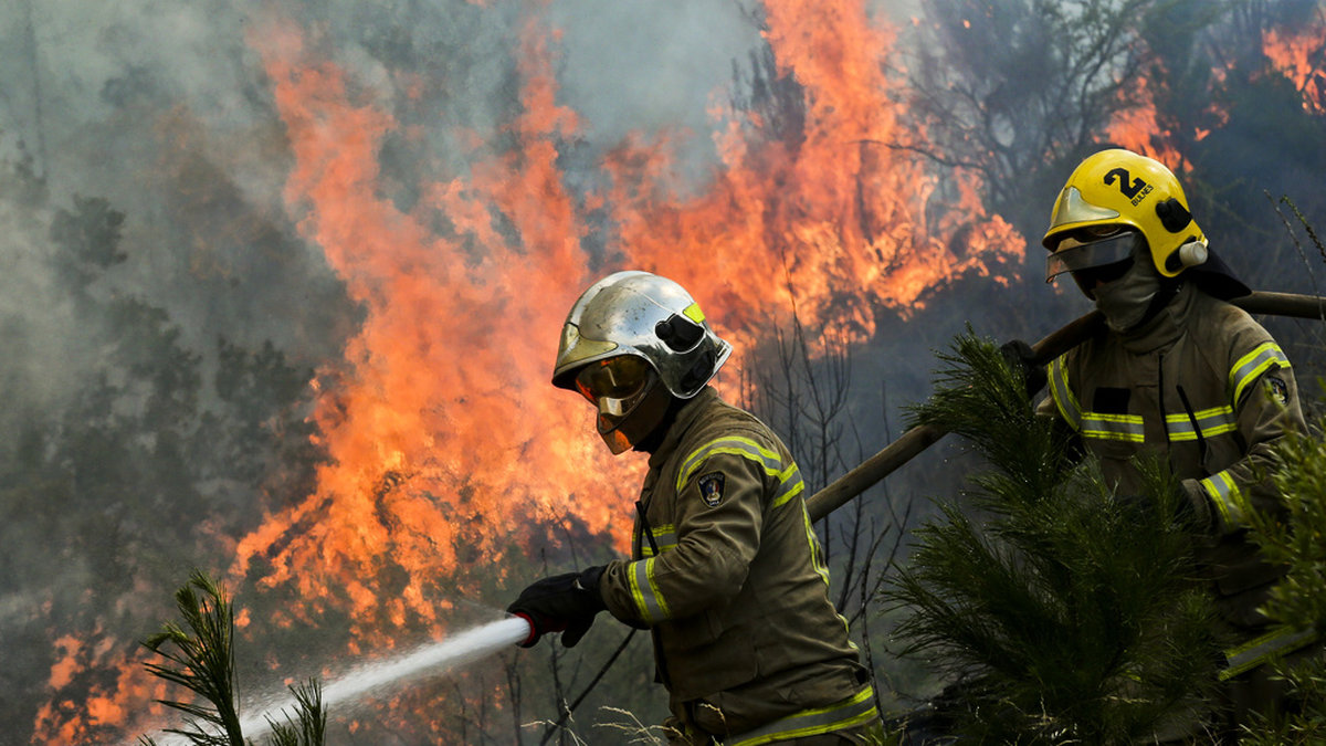 Den chilenska regeringen har utlyst katastroftillstånd i flera provinser med anledning av skogsbränderna. Arkivbild.