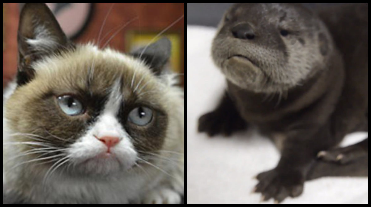 Grumpy Cat, Mo, Utter