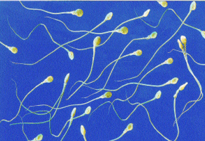 Fertilitet, Forskning, sperma