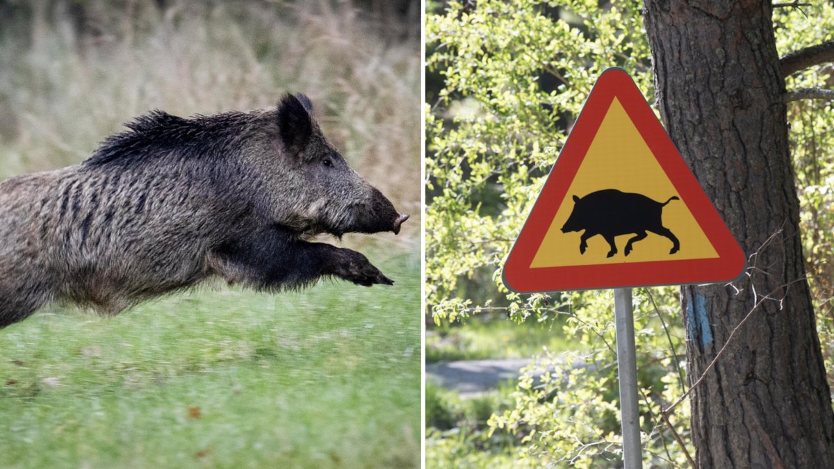 Sverige har fått sina första fall av svinpest.
