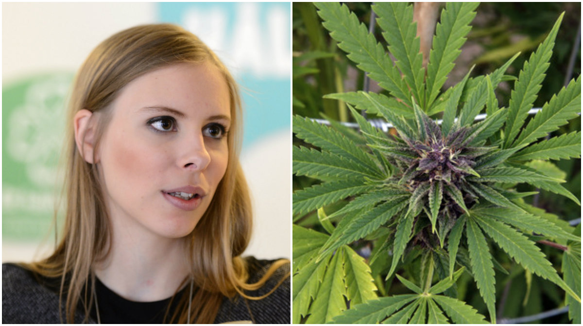 Cannabis, Centerpartiets ungdomsförbund, Legalisering, Hanna Wagenius