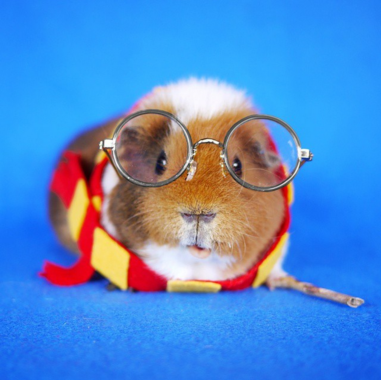 Fuzzberta utklädd till Harry Potter. Fuzzberta utklädd till Harry Potter.