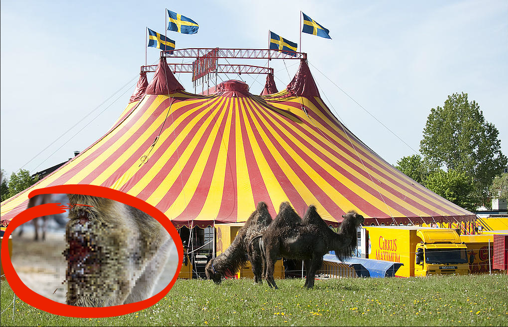 Cirkusen anmäls för djurplågeri: